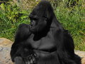 Gorilla.JPG