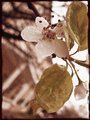 old flower.jpg