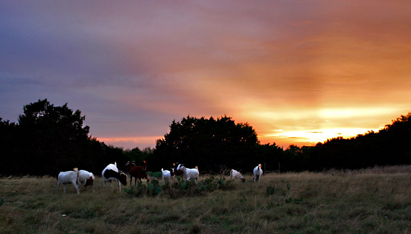 goats in sunset.jpg