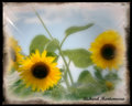 SUNFLOWERS 