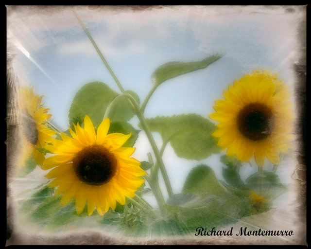 SUNFLOWERS 