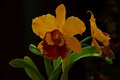 orchid bicolor (cattleya)