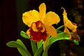 orchid bicolor (cattleya) reviwed