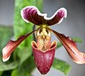 orchid (paphiopedillum)