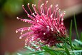pink flower