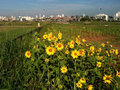 Sunflowers 