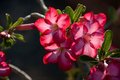 desert flower