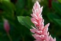 pink alpinea