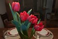 tulips 