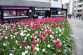 tulips in London