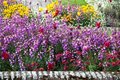 flowers - Kensington gardens