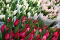 tulips 