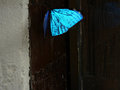 Blue Butterfly