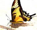 Yellow butterfly