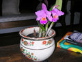 Orchid