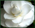Camellia