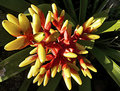 Bromeliad