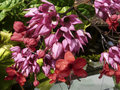 purple & red flower