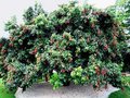 Lychee tree