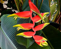 Heliconia