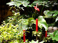 Candles in the garden 