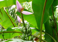 Banana Flower