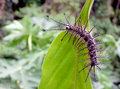 Caterpillar