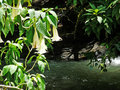 flower and river
