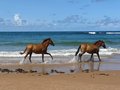 horses and sea