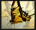butterfly