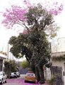 Pink Ipe