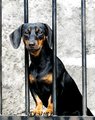 curious dog
