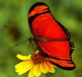 orange butterfly