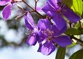 Quaresmeira flower