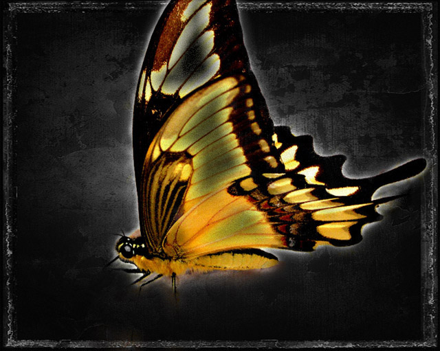 butterfly II