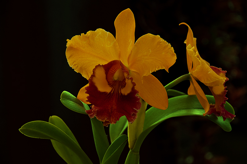 orchid bicolor (cattleya)