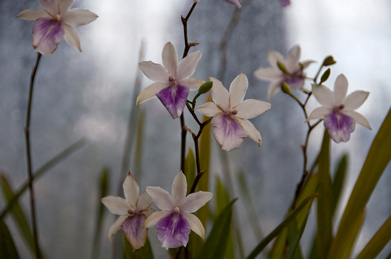 orchids 