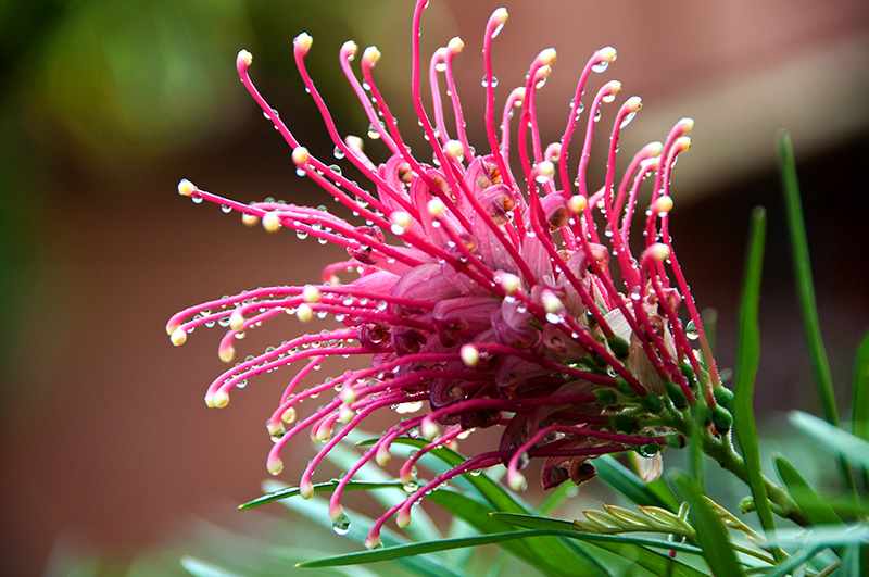 pink flower