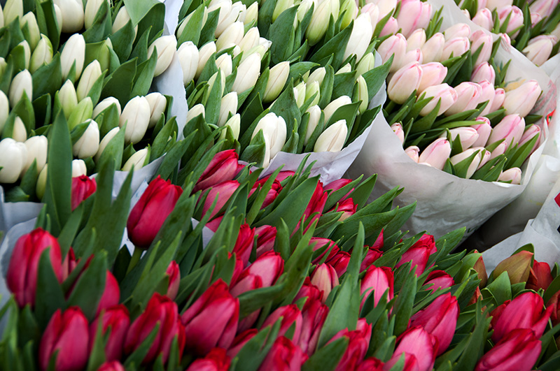 tulips 