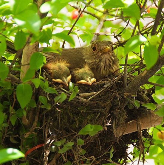 Sabiá laranjeira - (Rufous-bellied Thrush)