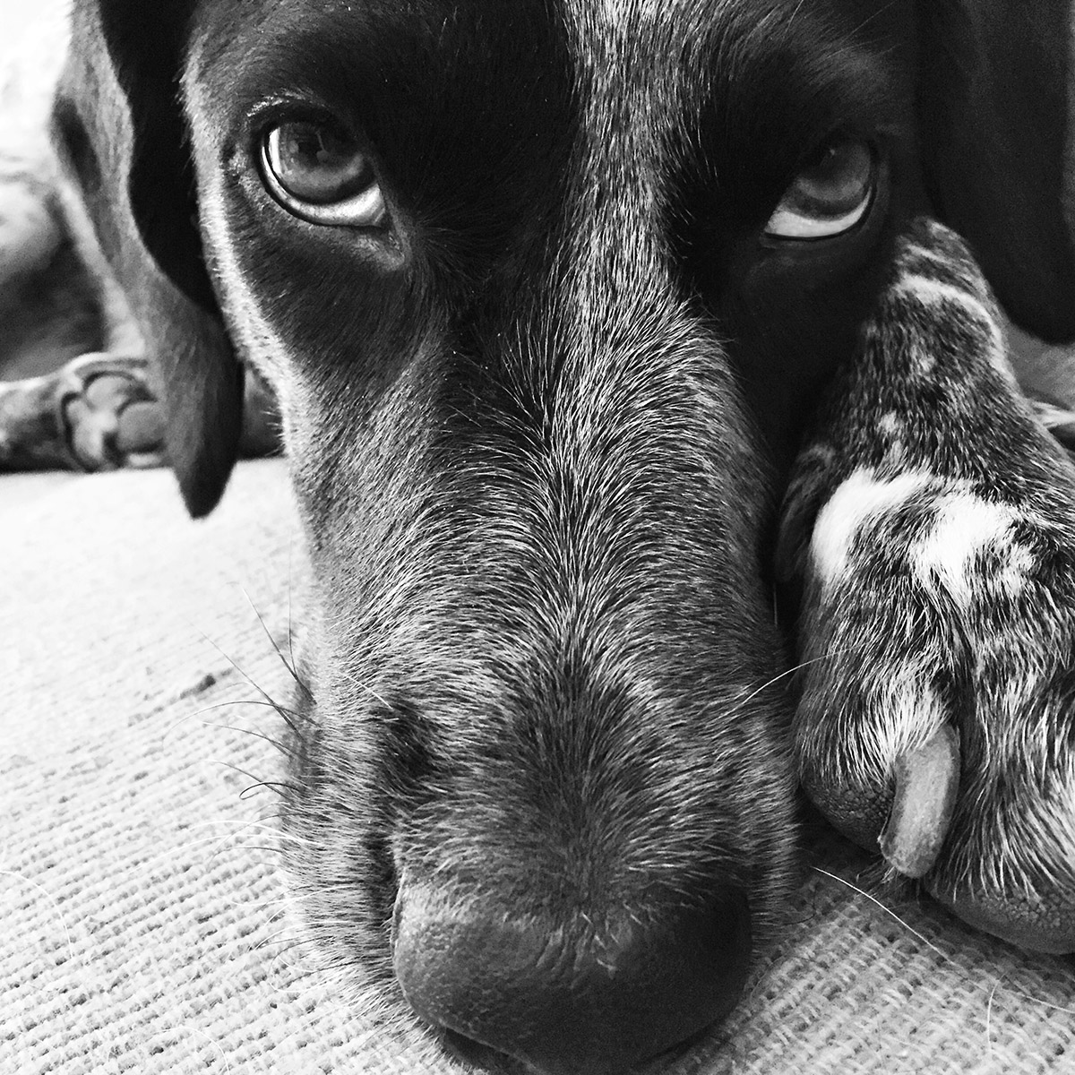 iris