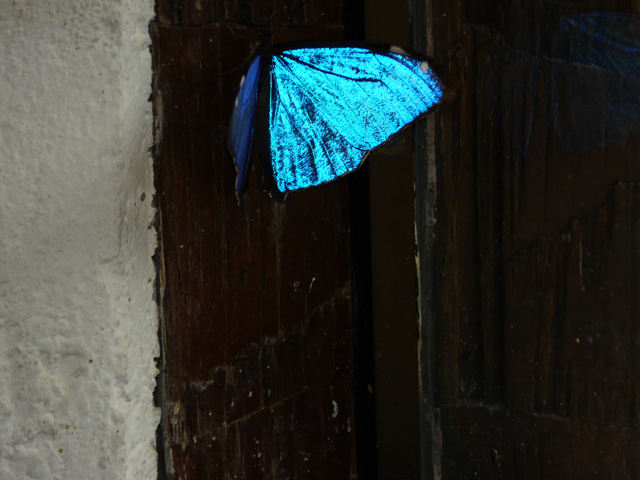 Blue Butterfly
