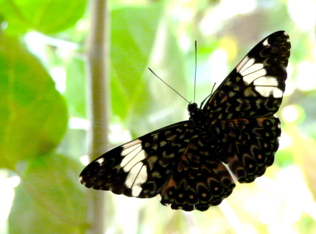 Black butterflye