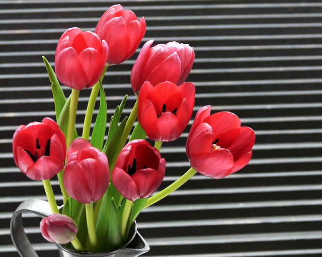 Tulips