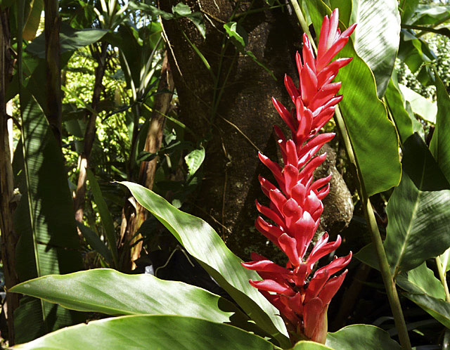 Red Alpinia