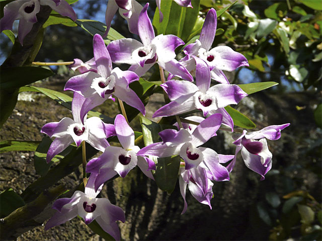 Mini Orchids