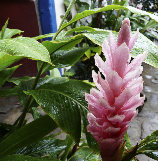 Rose Alpinea