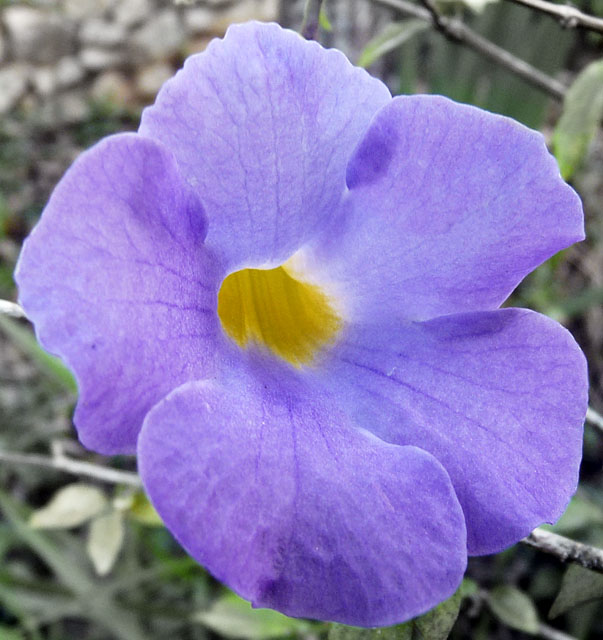 Allamanda Violacea