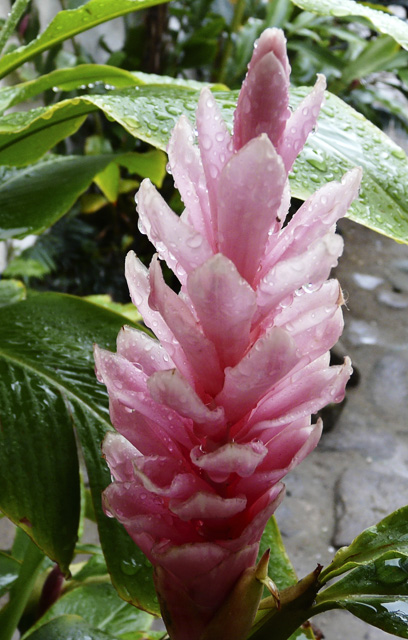 rose Alpinea  - 2