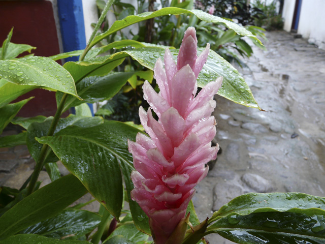 rose Alpinea - no edition